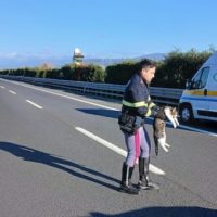 Gattina impaurita sull’autostrada salvata dall’intervento della Polizia stradale